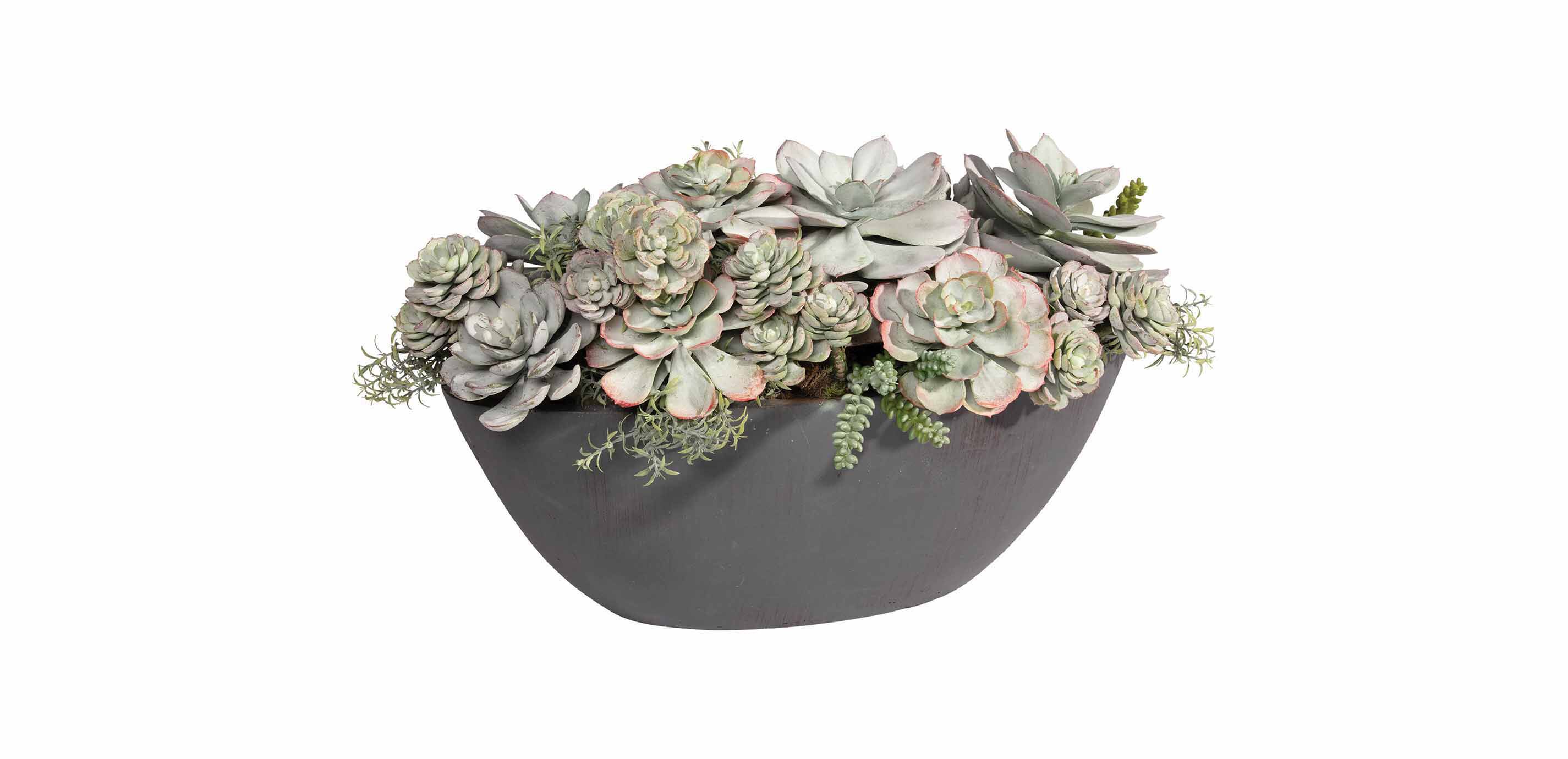 Mixed Succulents in Dark Grey Oval Planter